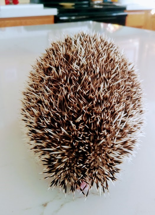prickly 2